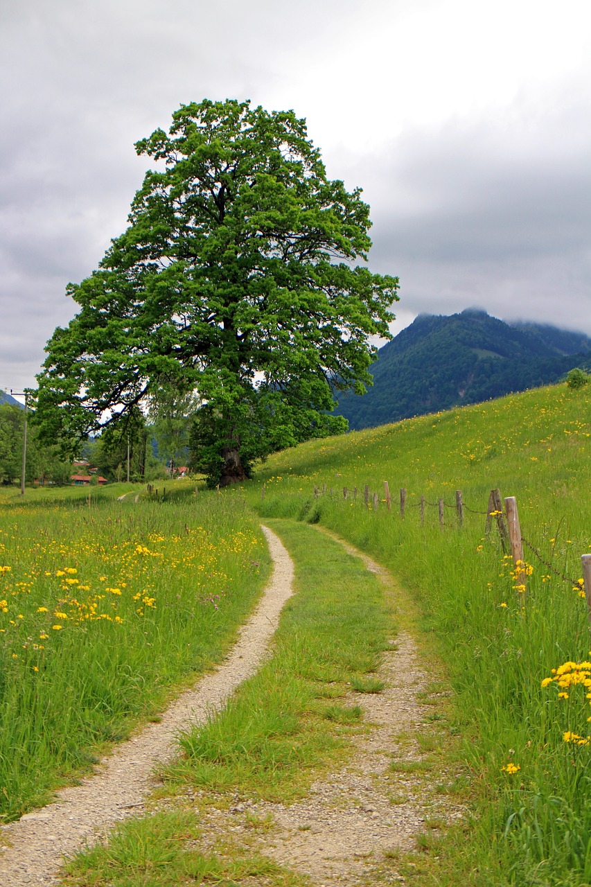 Toli, Juostos, Medis, Atskirai, Gamta, Pieva, Ganykla, Žalias, Flora, Natiurmortas