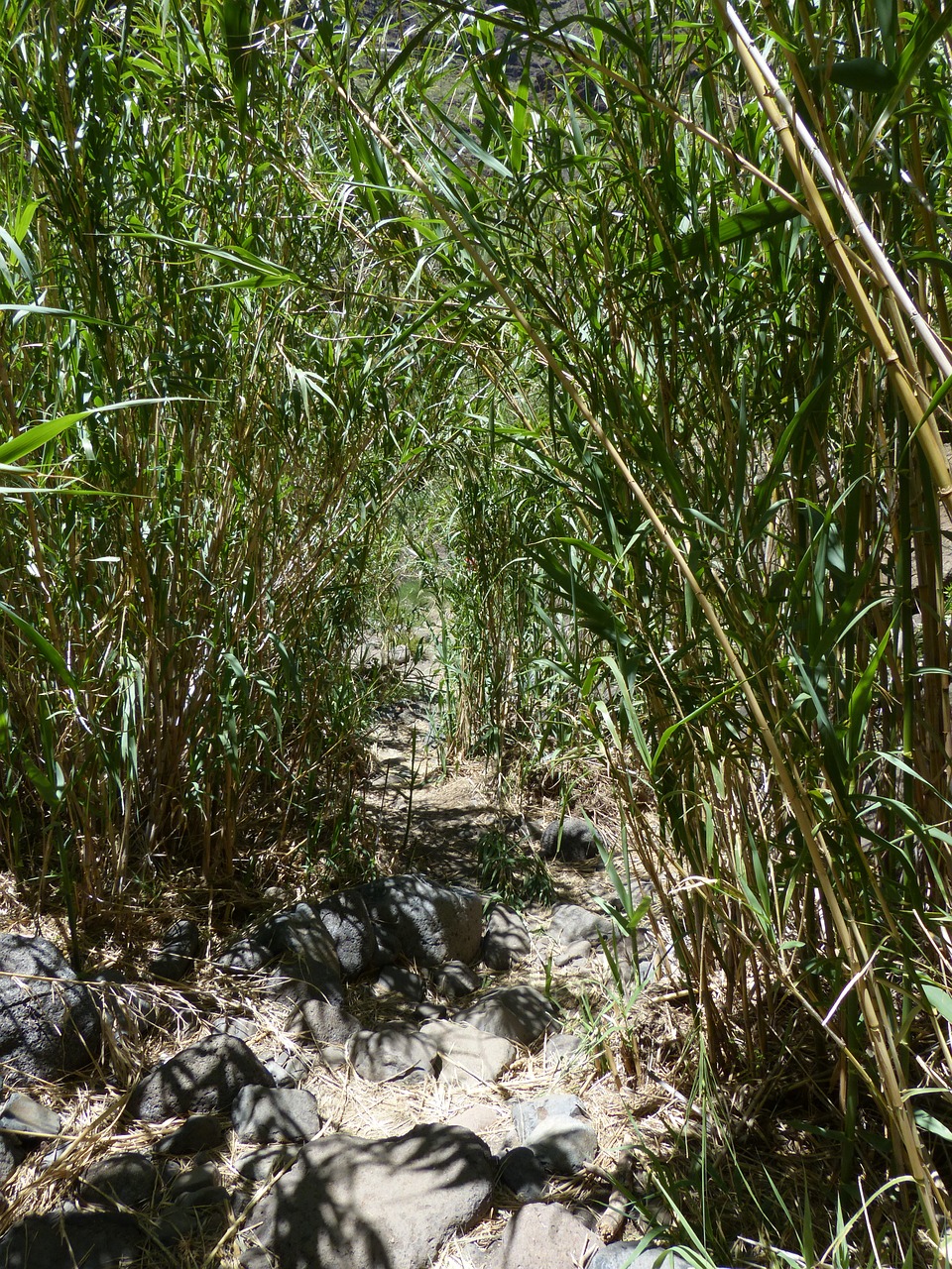 Toli, Kelias, Bobutė, Šveitimas, Nendrės, Schilrohrdickicht, Nendrė, Phragmites Australis, Phragmites Communis Trin, Saldymedis