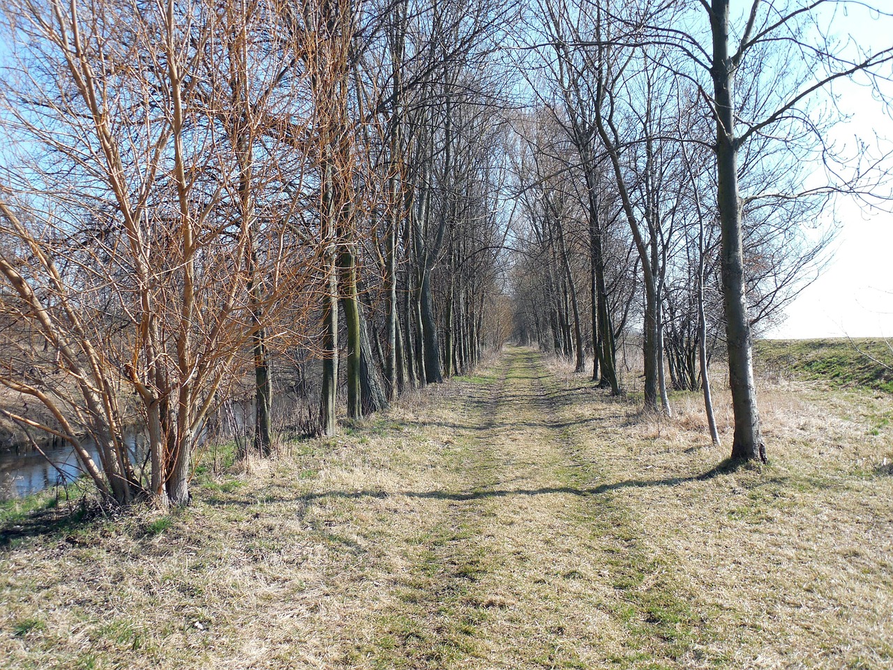 Toli, Žygiai, Kelias, Takas, Gamta, Kraštovaizdis, Migracijos Kelias, Medžiai, Nemokamos Nuotraukos,  Nemokama Licenzija