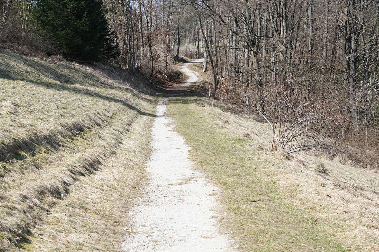 Toli, Miškas, Gamta, Medžiai, Honing Kalnas, Tuttlingen, Vokietija, Žygiai, Pavasaris, Nuolydis