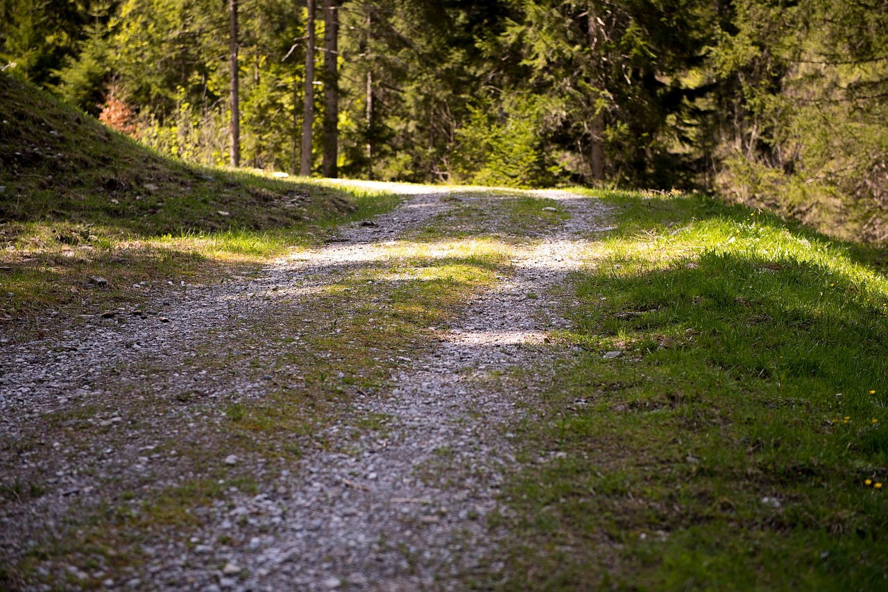 Toli,  Gamtos Takas,  Miško Kelias,  Miškas,  Šviesa Ir Šešėlis,  Gamta,  Kraštovaizdis, Nemokamos Nuotraukos,  Nemokama Licenzija