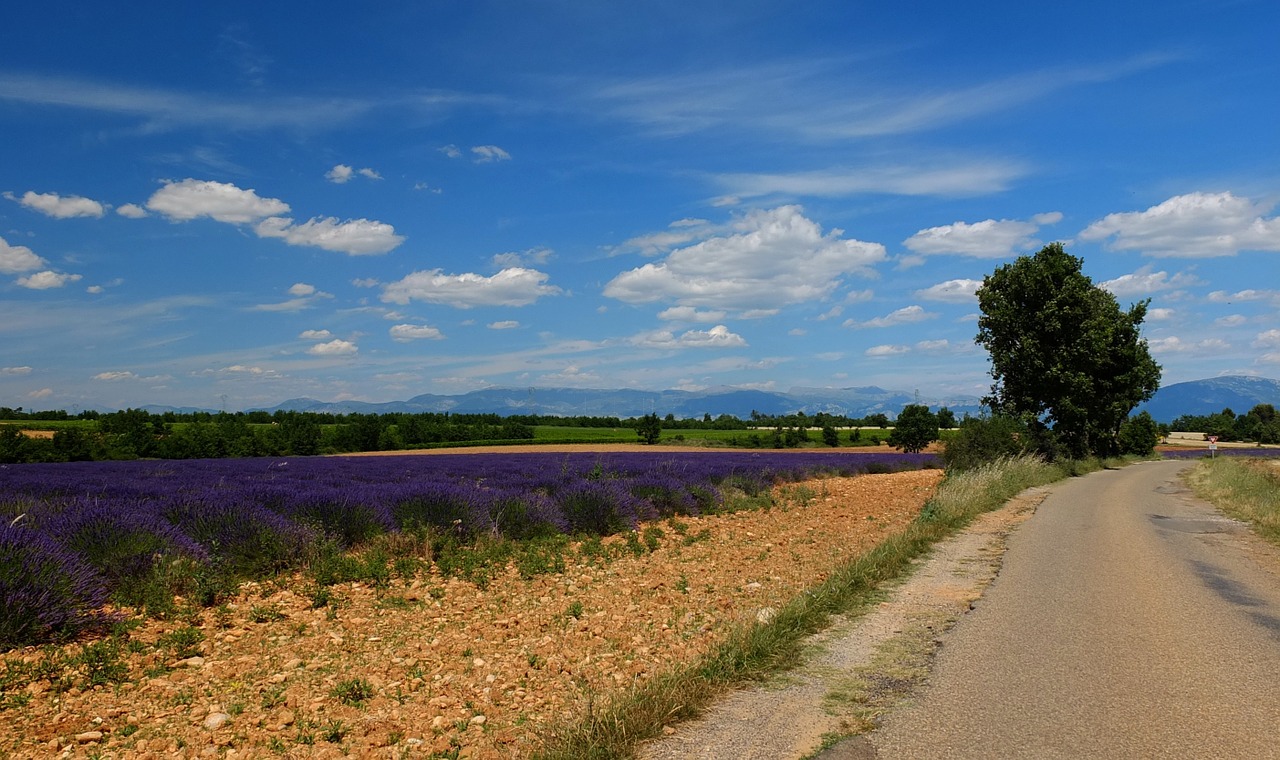 Toli, Kelias, Levanda, France, Provence, Į Pietus Nuo Prancūzijos, Nemokamos Nuotraukos,  Nemokama Licenzija