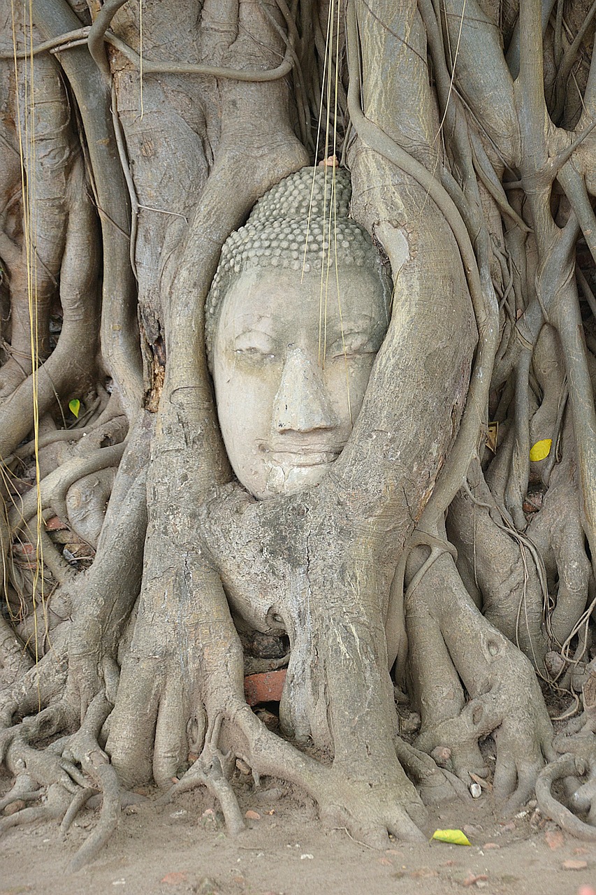 Ayutthaya, Buda, Wat Mahathat, Steinbuddha, Galva, Šaknis, Akmuo, Medis, Tailandas, Pasaulinis Paveldas