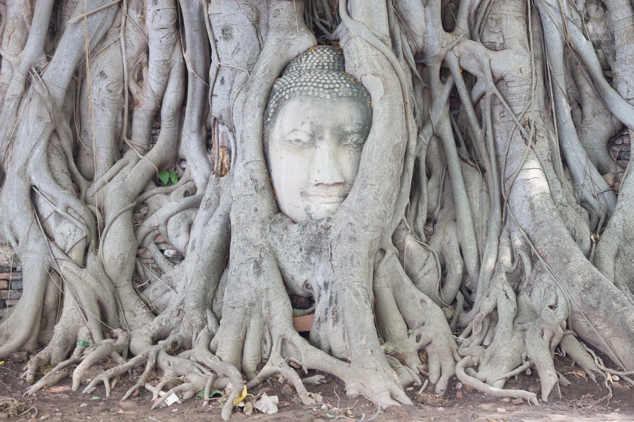 Ayutthaya, Medis, Dievo Galva, Vaikščioti, Dramblys, Asija, Sėdynės, Sėdynė, Nuotykis, Atspalvis