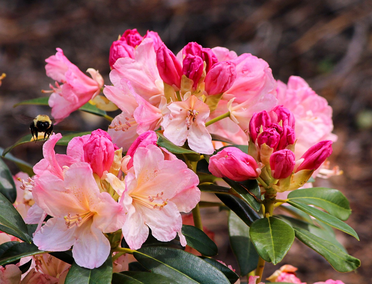 Azalija, Rožinis, Žiedai, Kamanė, Gėlės, Krūmas, Šeimos Ericaceae, Genus Rhododendron, Veislė Percy Wiseman, Nemokamos Nuotraukos