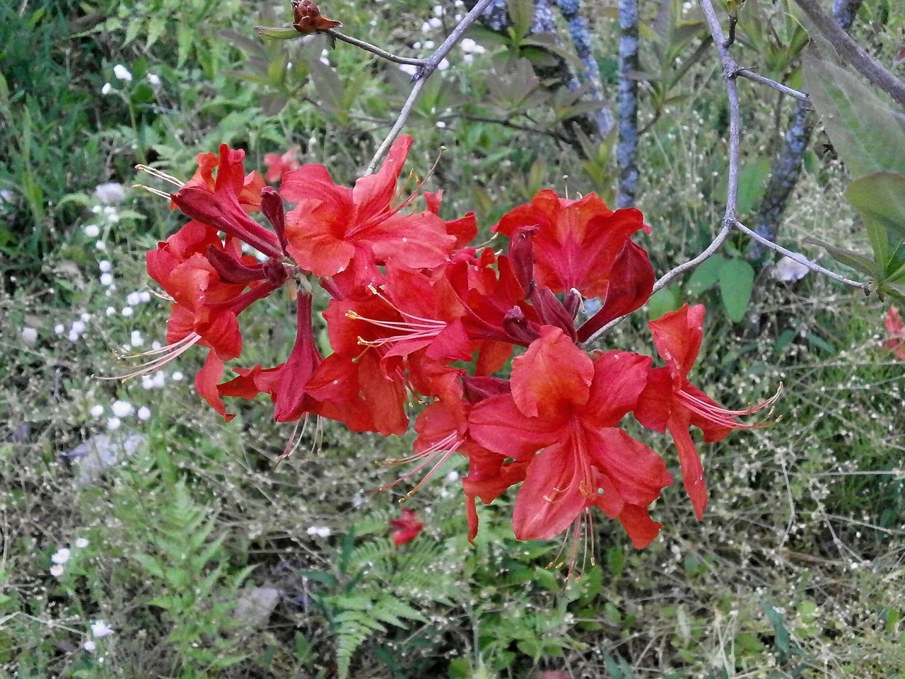 Azalija, Rosebay, Vasaros Pradžioje, Ankstyvos Vasaros Gėlės, Raudonos Gėlės, Nemokamos Nuotraukos,  Nemokama Licenzija