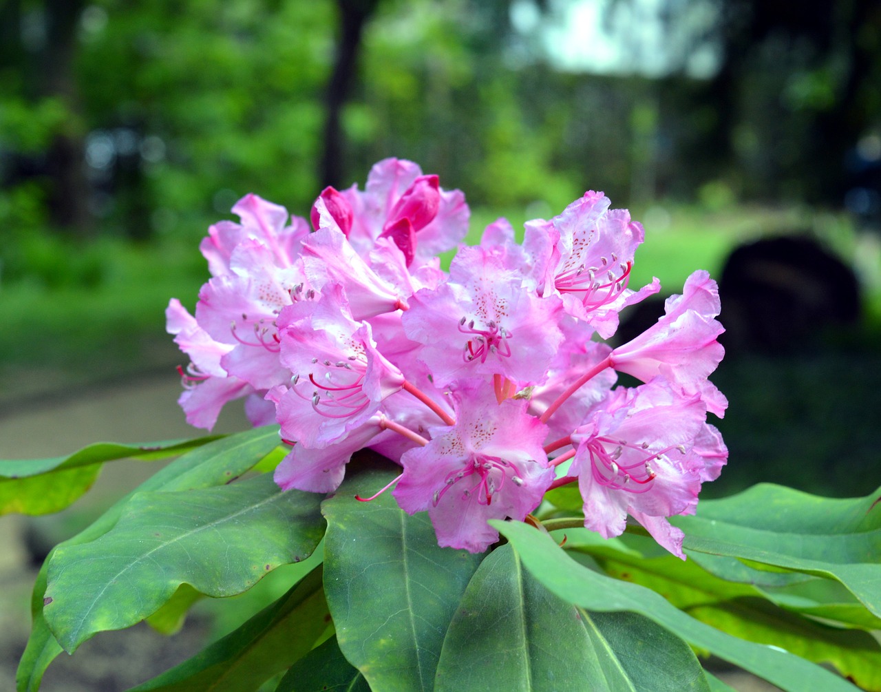 Azalija, Rododendras, Gėlės, Žydėti, Rožinis, Sodas, Krūmas, Gėlė, Uždaryti, Rožinės Gėlės