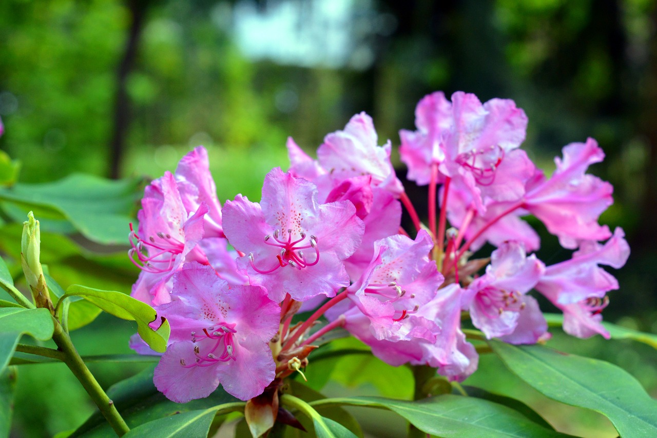 Azalija, Rododendras, Gėlės, Žydėti, Rožinis, Sodas, Krūmas, Gėlė, Uždaryti, Rožinės Gėlės