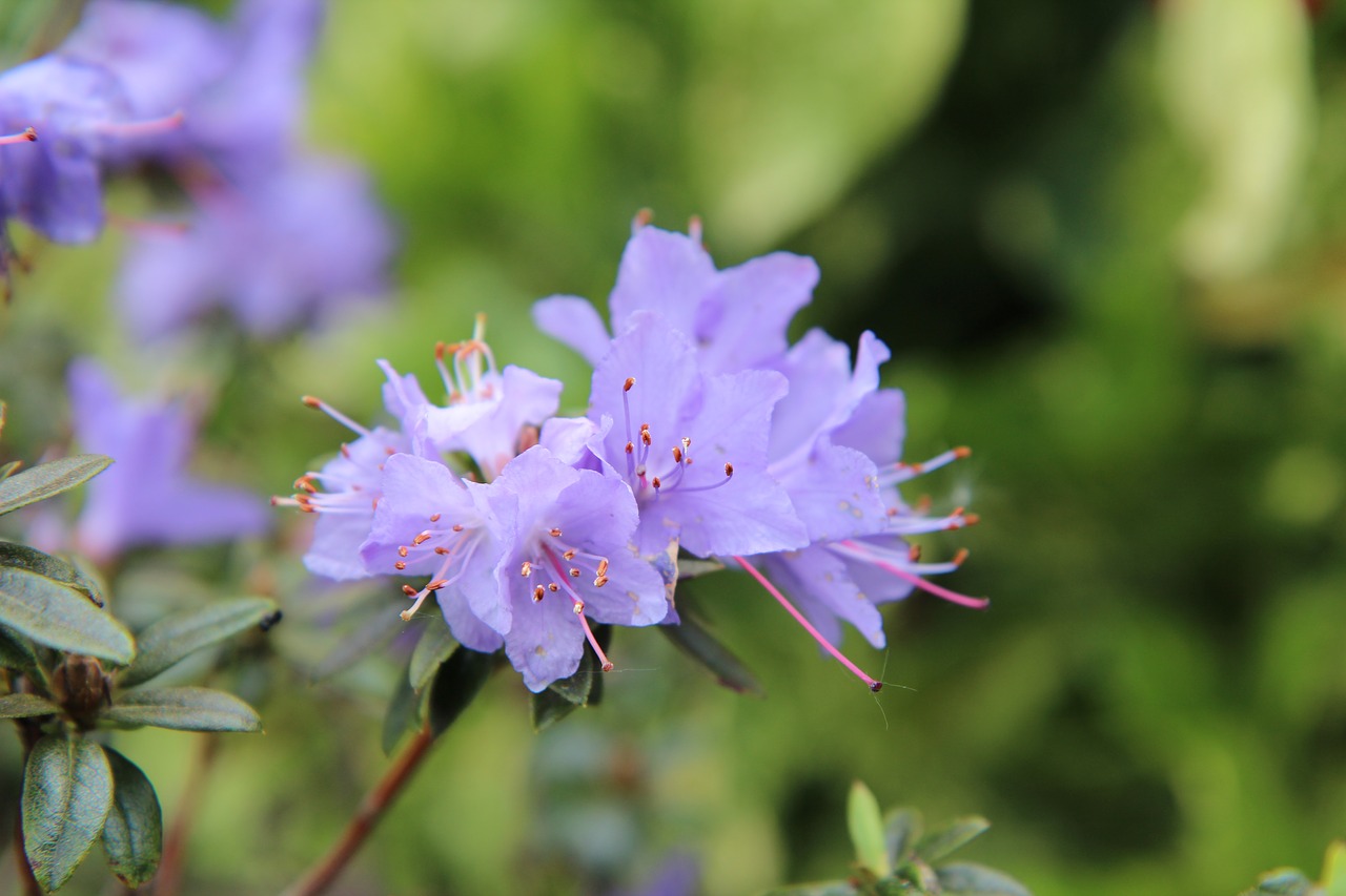 Azalija,  Azalija Mėlyna,  Azalija Violetinė,  Gėlės,  Azalija Ribų, Nemokamos Nuotraukos,  Nemokama Licenzija