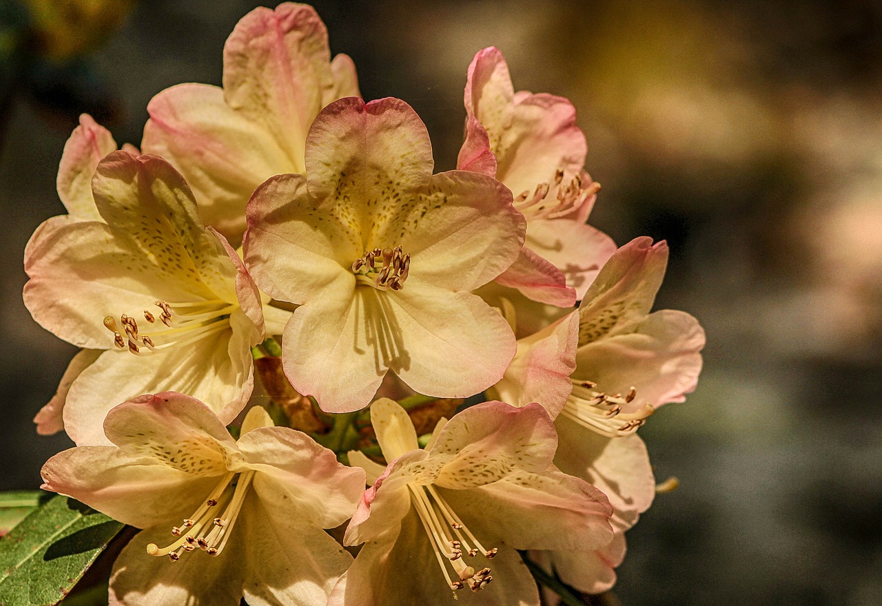 Azalija, Genus Rhododendron, Gėlės, Krūmas, Krūmas, Rožinis, Nemokamos Nuotraukos,  Nemokama Licenzija