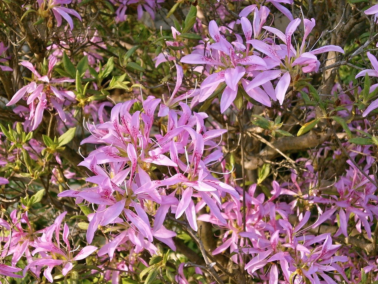 Azalija, Ericaceae, Rožinė Gėlė, Golfo Vagonas, Nemokamos Nuotraukos,  Nemokama Licenzija