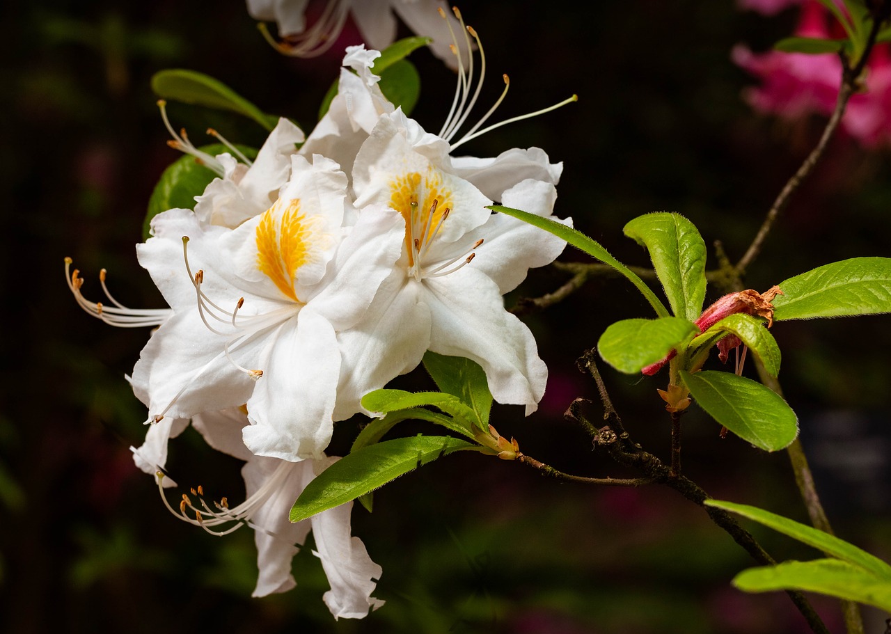 Azalija,  Azalijos,  Rhododendron,  Gėlė,  Pavasaris,  Gėlės,  Makro,  Iš Arti,  Sodo Gėlės,  Pobūdį