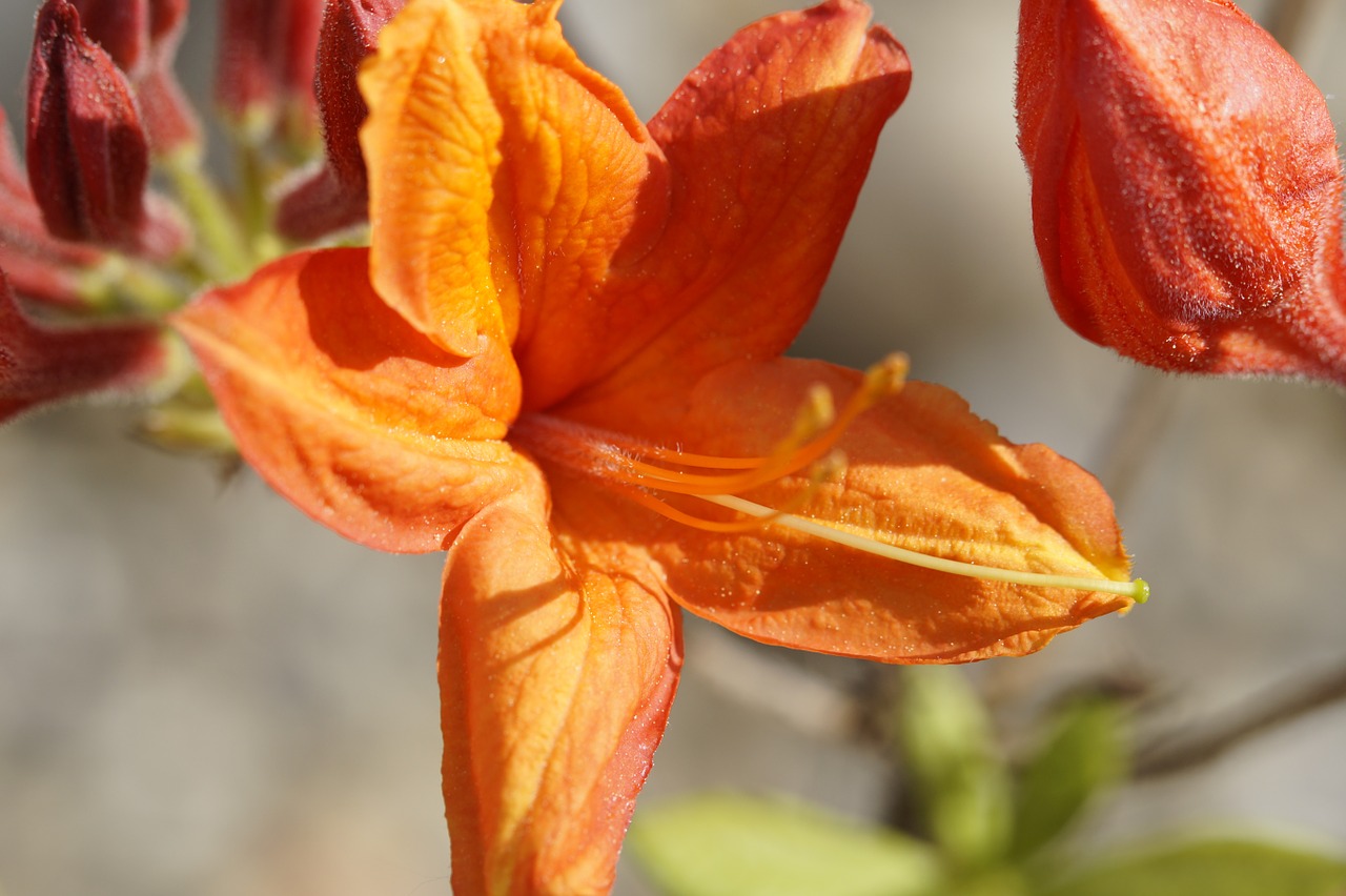 Azalija, Žiedas, Žydėti, Oranžinė, Budas, Pavasaris, Žiedas, Žydėti, Augalas, Spalvinga