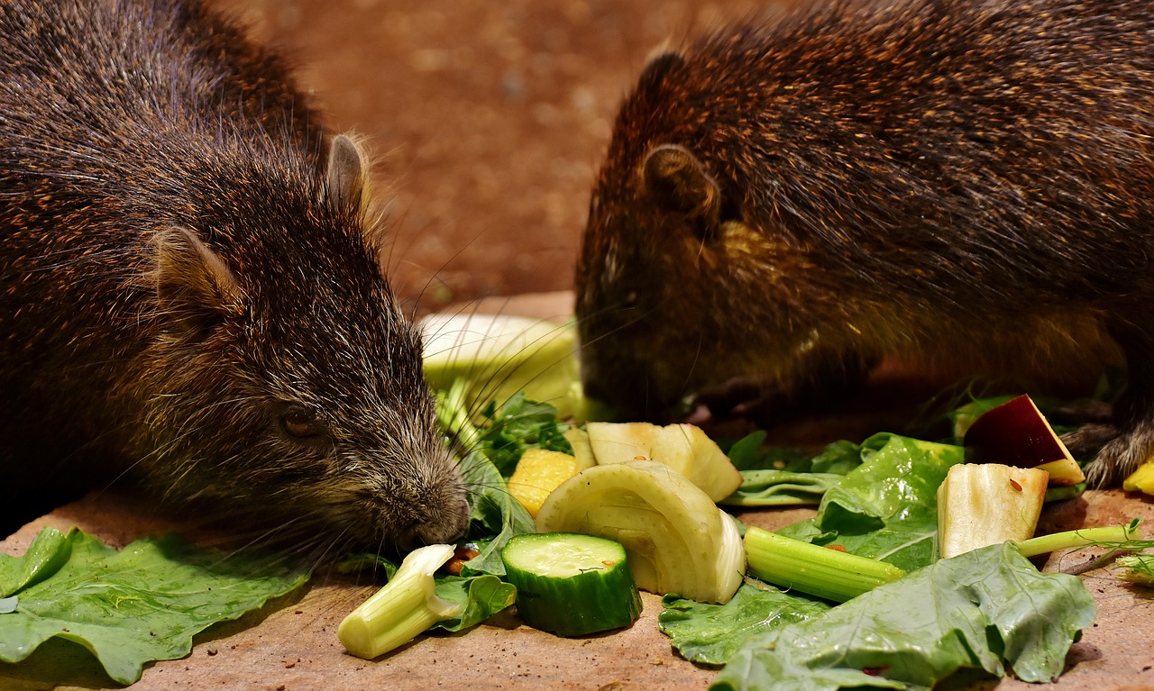 Azara-Agoutis, Laukiniai Gyvūnai, Atogrąžų Miškai, Gyvūnų Pasaulis, Gyvūnas, Mielas, Tierpark Hellabrunn, Nemokamos Nuotraukos,  Nemokama Licenzija