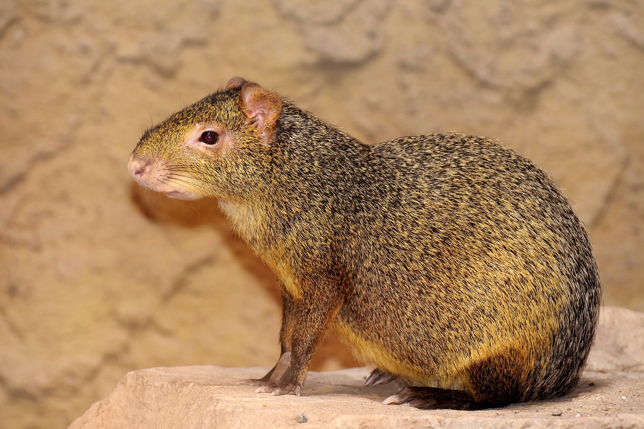 Azara-Agouti, Laukinis Gyvūnas, Atogrąžų Miškai, Gyvūnų Pasaulis, Gyvūnas, Mielas, Tierpark Hellabrunn, Nemokamos Nuotraukos,  Nemokama Licenzija