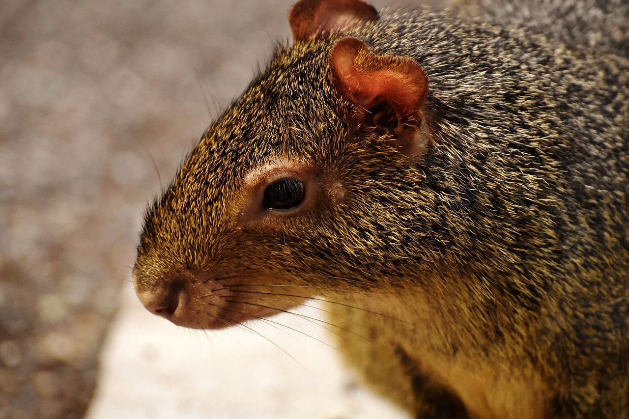 Azara-Agouti, Laukinis Gyvūnas, Atogrąžų Miškai, Gyvūnų Pasaulis, Gyvūnas, Mielas, Tierpark Hellabrunn, Nemokamos Nuotraukos,  Nemokama Licenzija