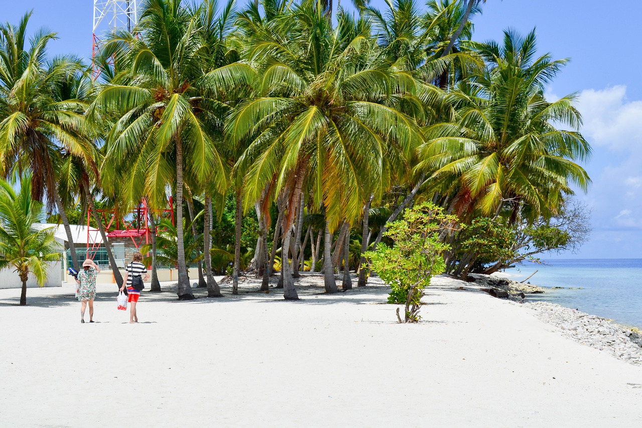 Baa, Palmės Ant Paplūdimio, Dharavandhoo, Maldyvai, Nemokamos Nuotraukos,  Nemokama Licenzija