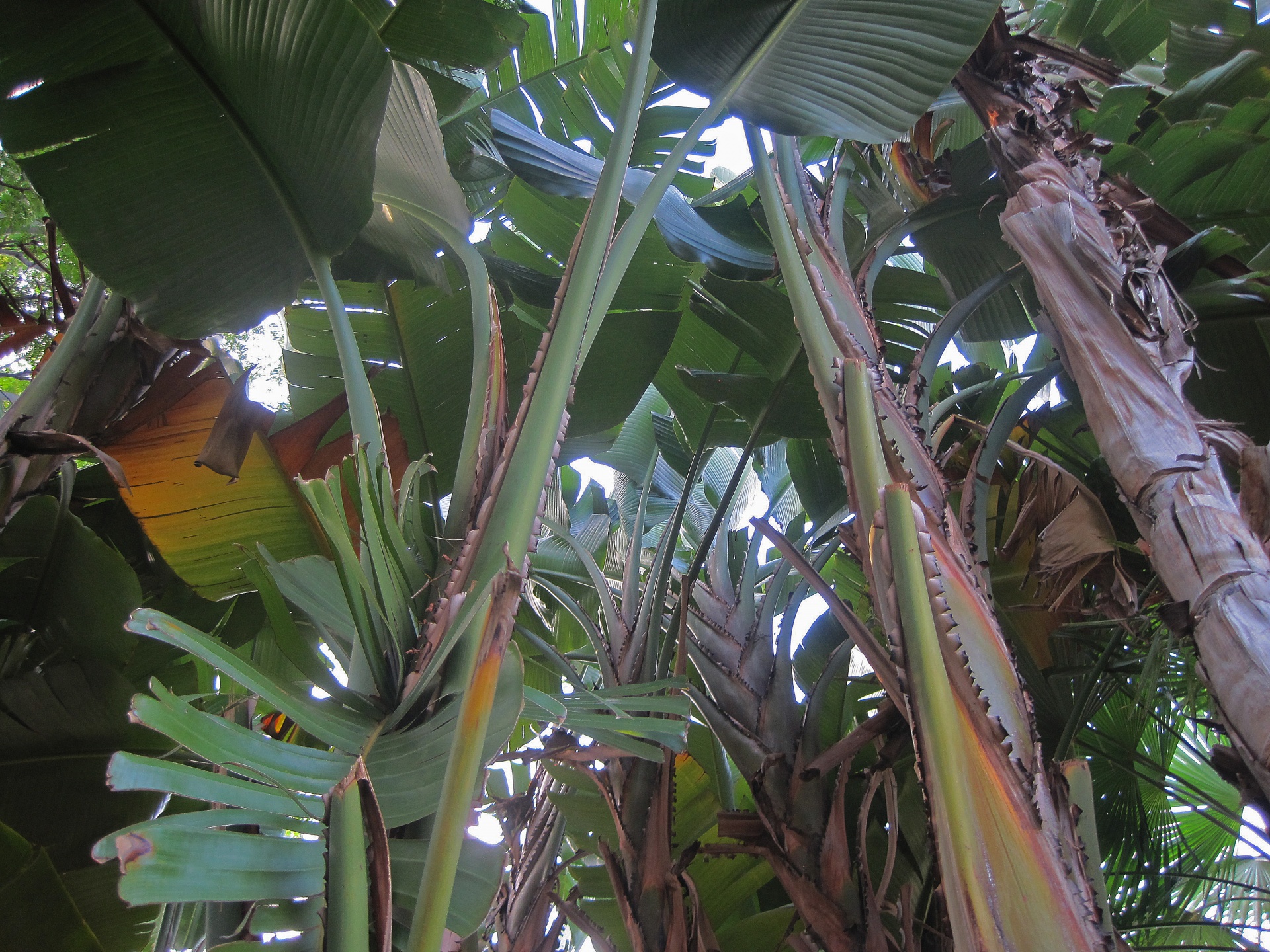 Augalas,  Atogrąžų,  Lapai,  Didelis,  Padalinti,  Bananų Medžiai, Nemokamos Nuotraukos,  Nemokama Licenzija