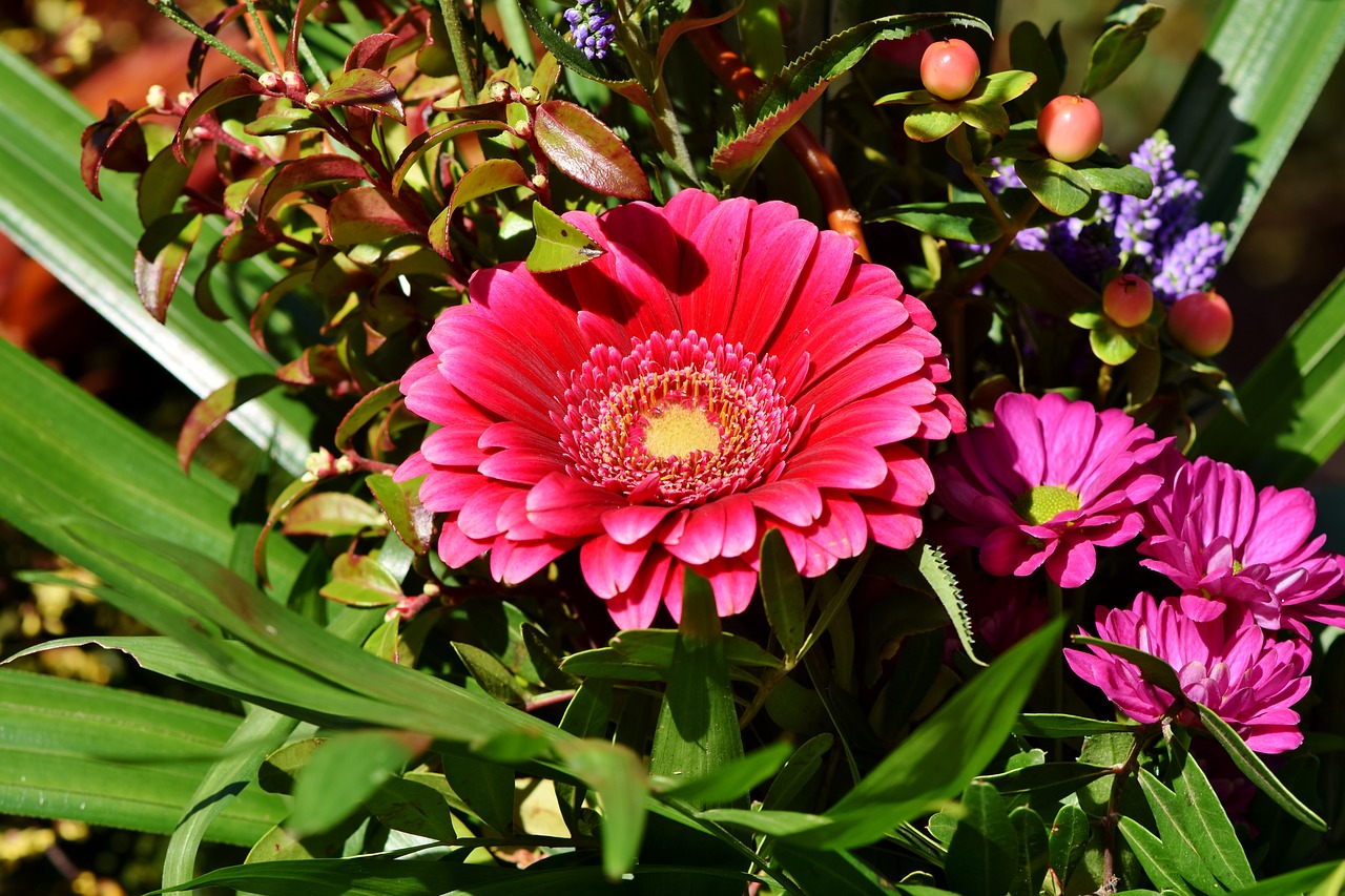 Baberton,  Baberton Daisies,  Daisy,  Gėlė,  Augalas,  Žiedas,  Žydėti,  Gamta,  Žąsų Gėlė,  Spalvinga