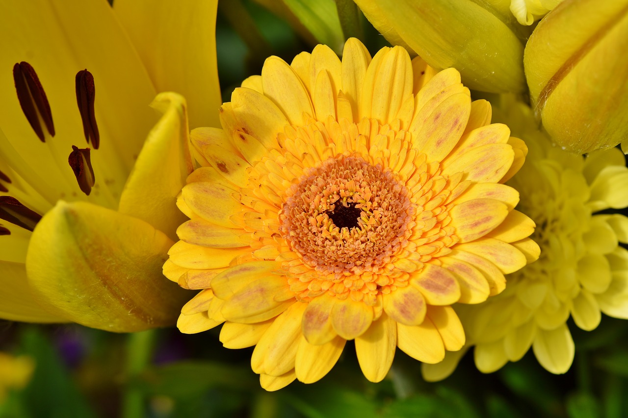 Baberton,  Baberton Saulutės,  Daisy,  Gėlė,  Augalų,  Žiedas,  Žydi,  Pobūdį,  Žąsų Gėlių,  Spalvinga