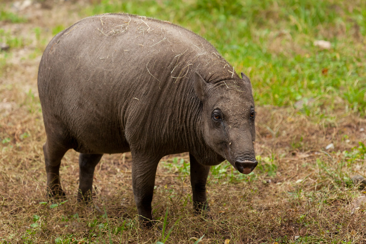 Gyvūnas,  Babirusa,  Babyrousa,  Babyrussa,  Šernas,  Žinduolis,  Gamta,  Kiaulė,  Paršelis,  Kiauliena