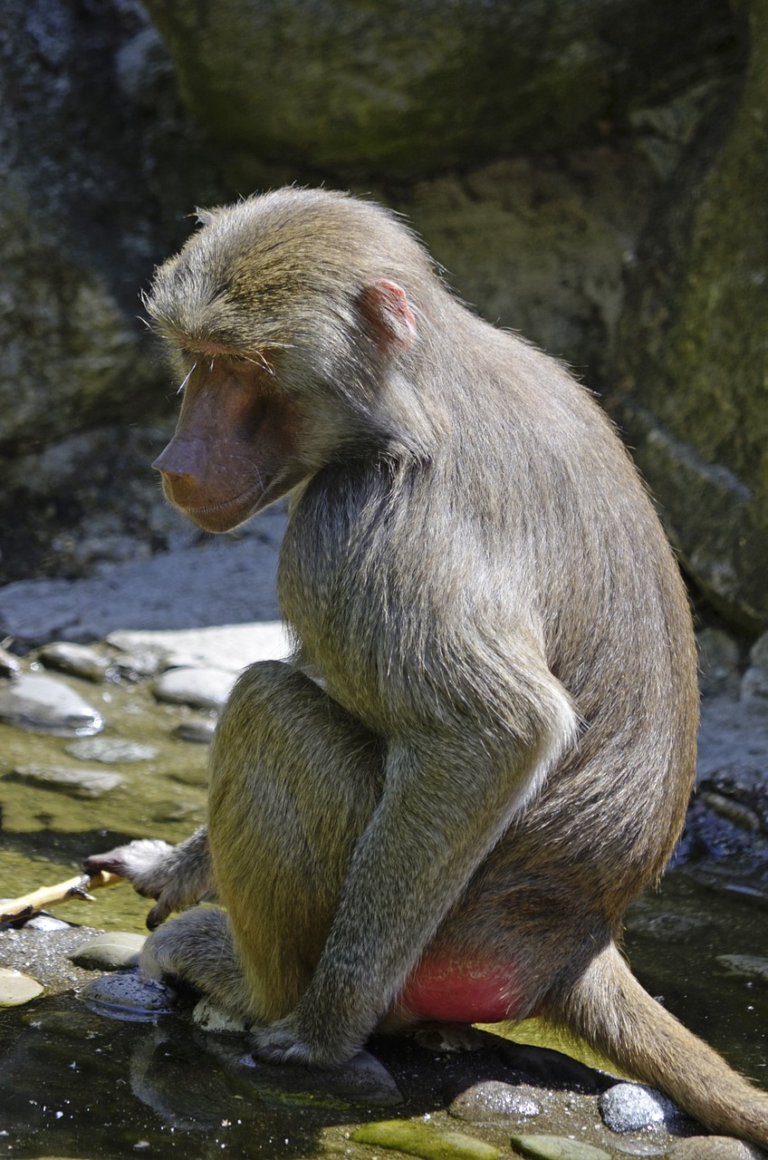 Babuinas, Beždžionė, Sėdėti, Primatas, Padaras, Beždžionių Šeima, Gamta, Tiergarten, Nemokamos Nuotraukos,  Nemokama Licenzija