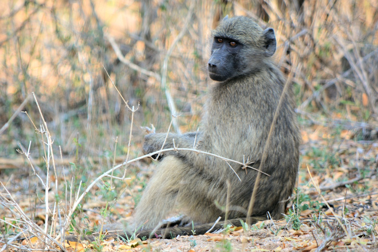 Babuinas, Kruger Parkas Pietų Afrikoje, Laukinė Gamta, Gamta, Safari, Nemokamos Nuotraukos,  Nemokama Licenzija
