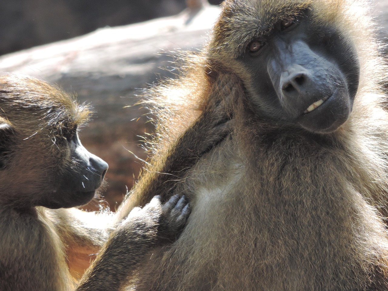 Babuinas, Beždžionė, Zoologijos Sodas, Gyvūnas, Tiergarten, Primatas, Primatai, Laukinis Gyvūnas, Laukinės Gamtos Fotografija, Nemokamos Nuotraukos