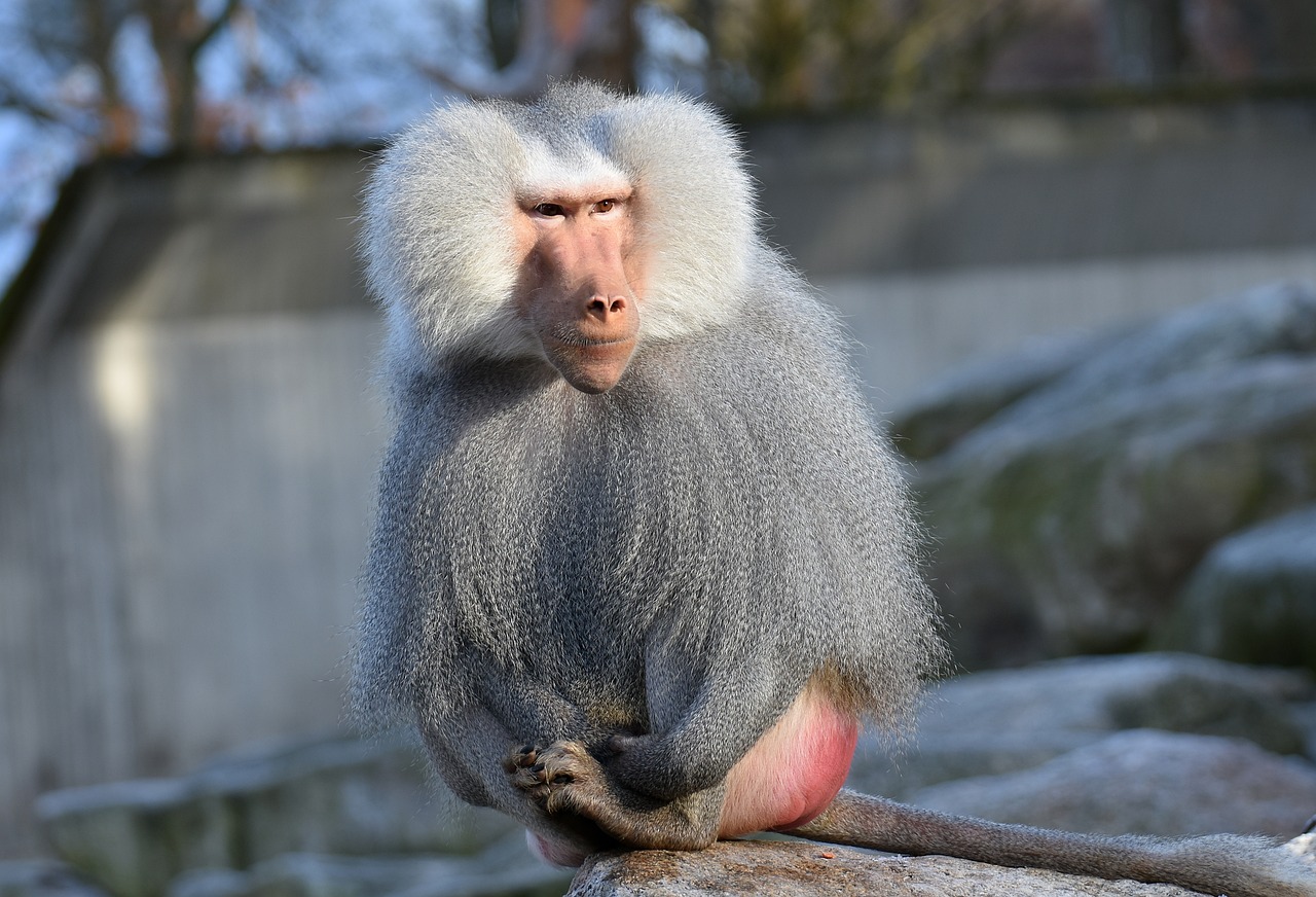 Babuinas, Beždžionė, Smooch, Švelnus, Pora, Zoologijos Sodas, Gyvūnas, Gamta, Tiergarten, Padaras