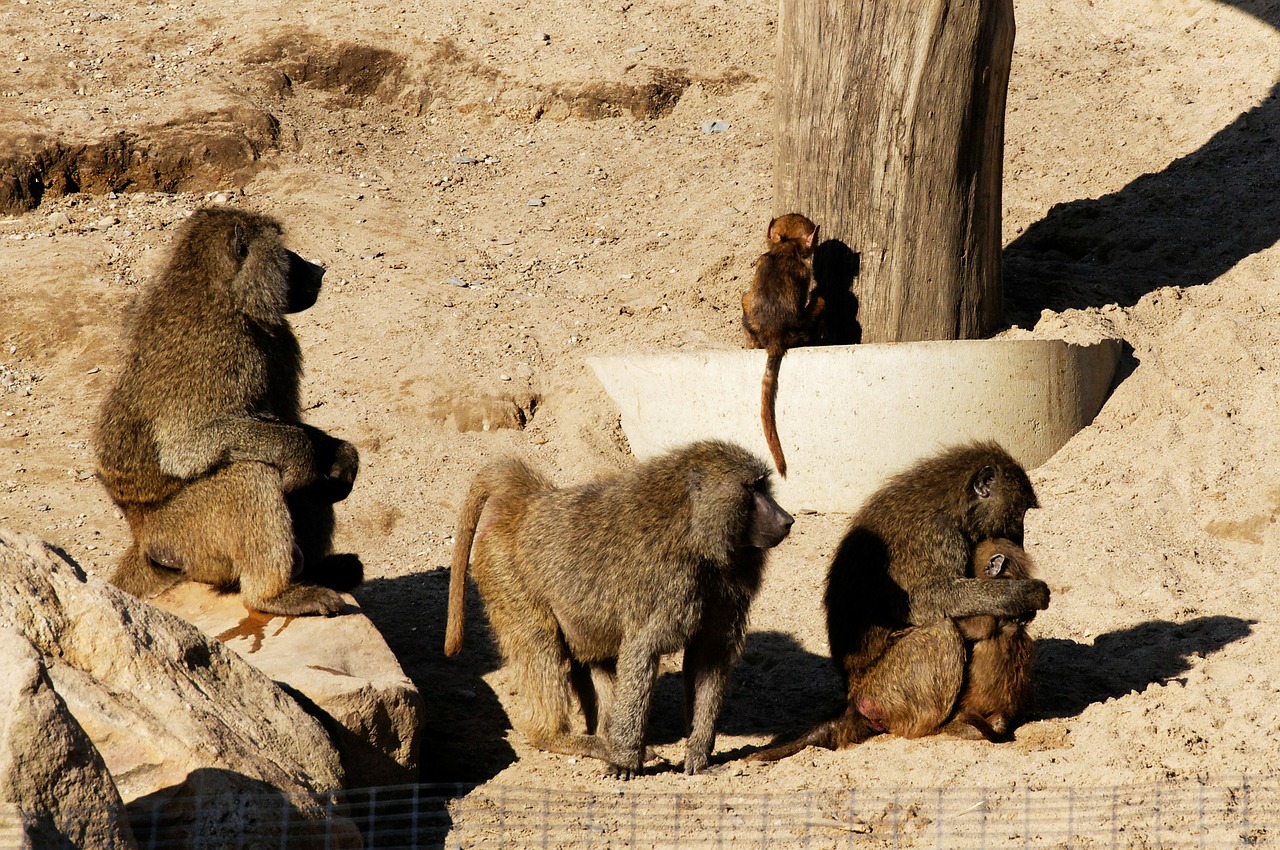 Babuinas, Jauni Gyvūnai, Šeima, Smėlis, Rokas, Gaubtas, Gyvūnas, Zoologijos Sodas, Nemokamos Nuotraukos,  Nemokama Licenzija