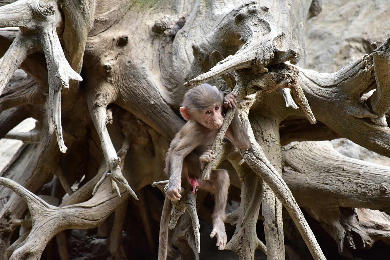 Pavianas,  Šuniukas,  Zoologijos Sodas, Nemokamos Nuotraukos,  Nemokama Licenzija