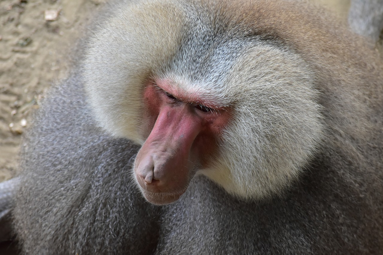 Pavianas,  Zoo,  Beždžionė,  Veido, Nemokamos Nuotraukos,  Nemokama Licenzija