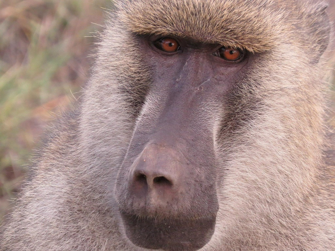 Babuinas, Kenya, Afrika, Laukinė Gamta, Safari, Afrikos, Gamta, Primatai, Beždžionė, Ape