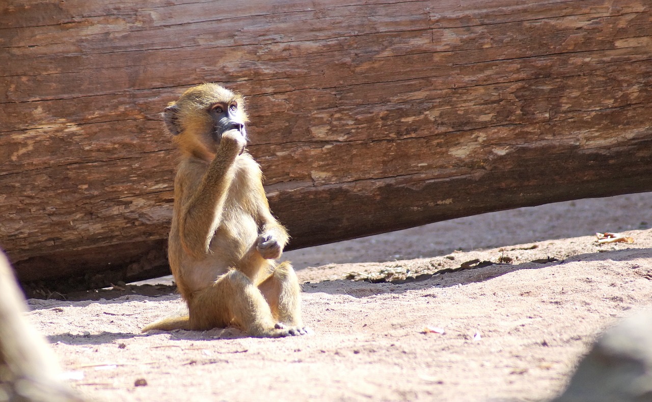 Babuinas, Beždžionė, Beždžionė, Tiergarten, Nemokamos Nuotraukos,  Nemokama Licenzija