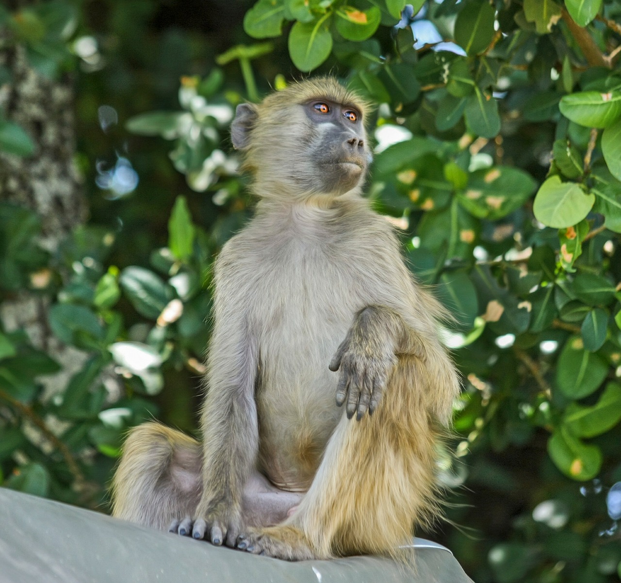 Babuinas, Beždžionė, Primatas, Sėdi, Botsvana, Ruda, Nemokamos Nuotraukos,  Nemokama Licenzija