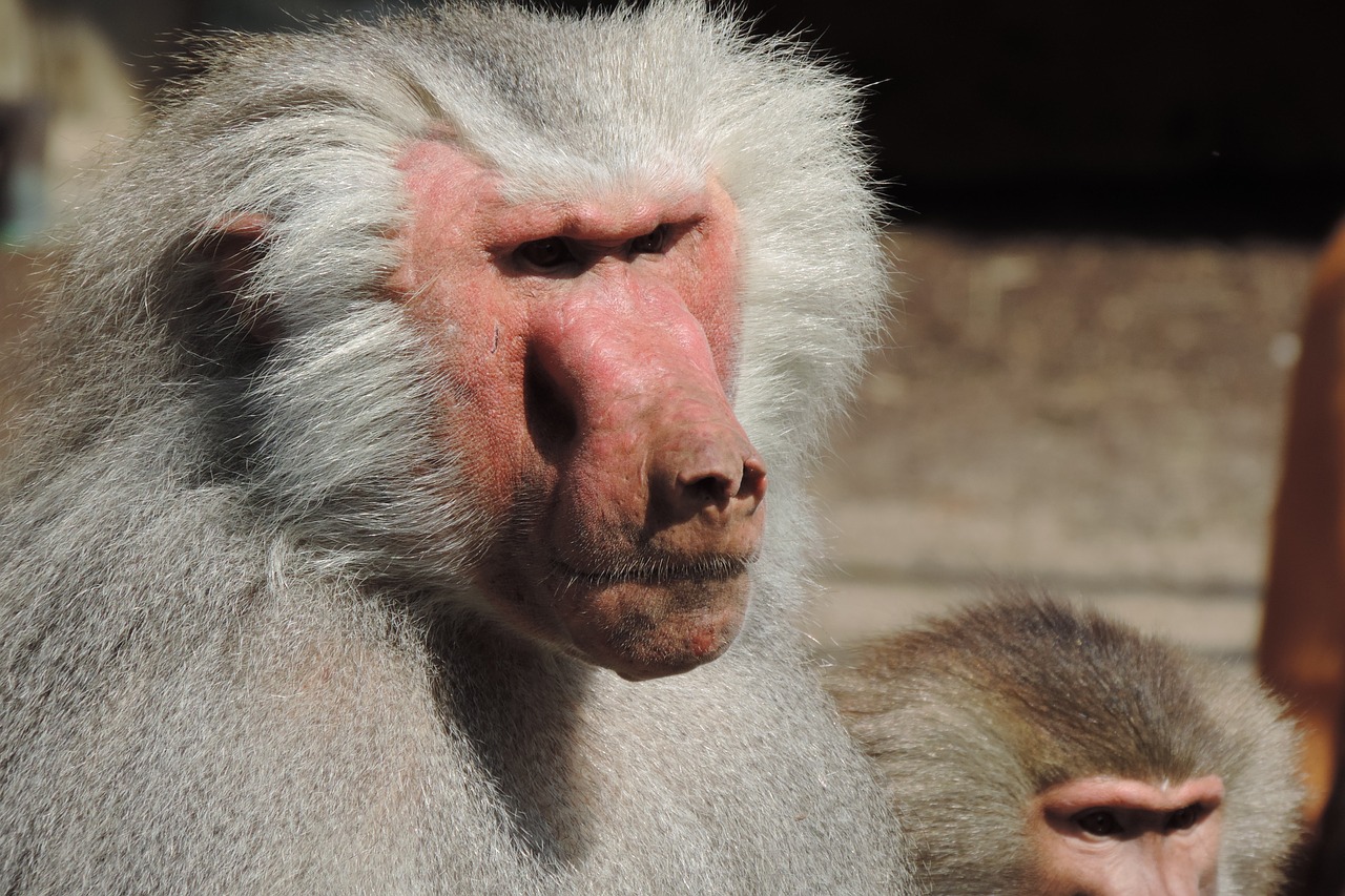 Babuinas,  Zoo Augsburg,  Gaubtas, Nemokamos Nuotraukos,  Nemokama Licenzija