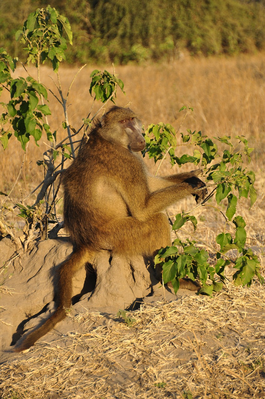 Babuinas, Beždžionė Sėdi, Sėdi, Budrus, Botsvana, Afrika, Gyvūnas, Laukiniai, Safari, Ruda