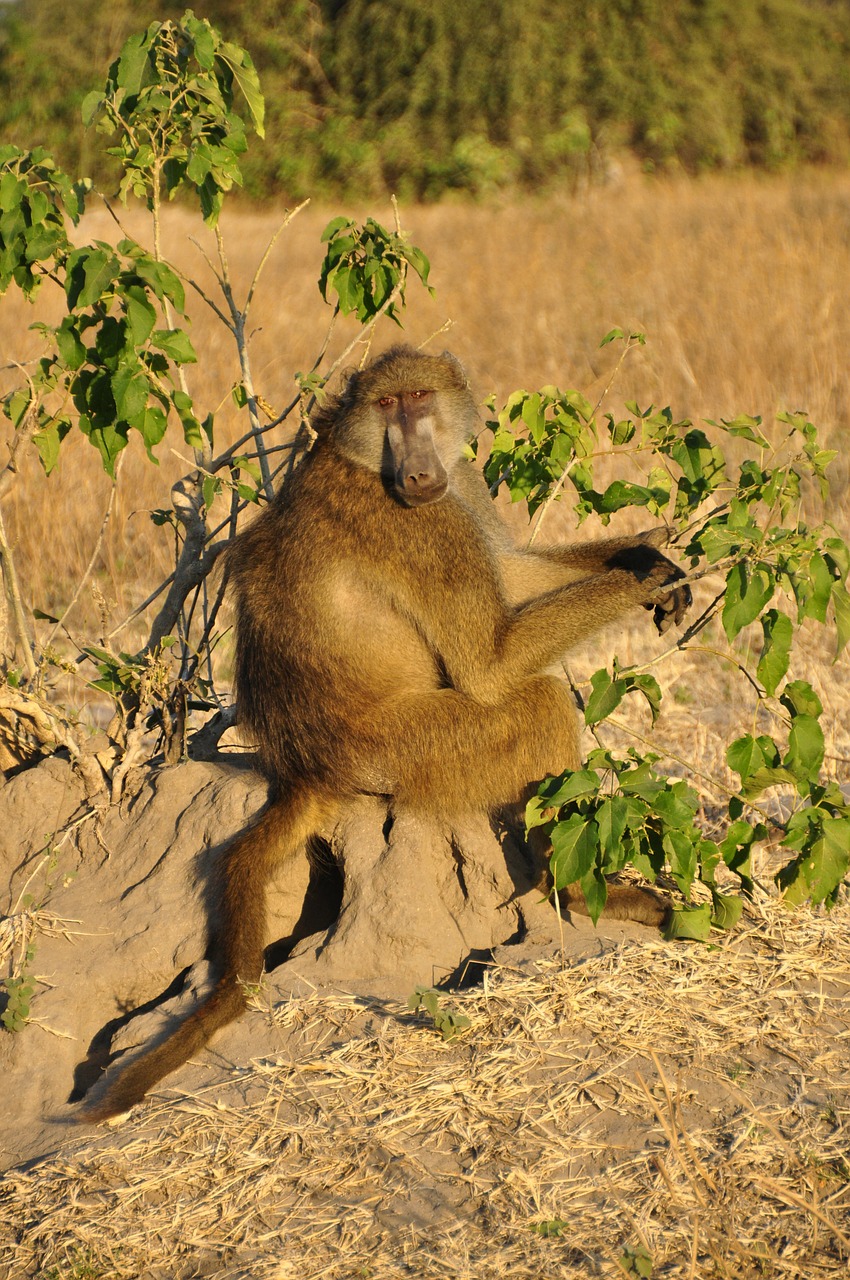Babuinas, Beždžionė Sėdi, Sėdi, Budrus, Botsvana, Afrika, Gyvūnas, Laukiniai, Safari, Ruda