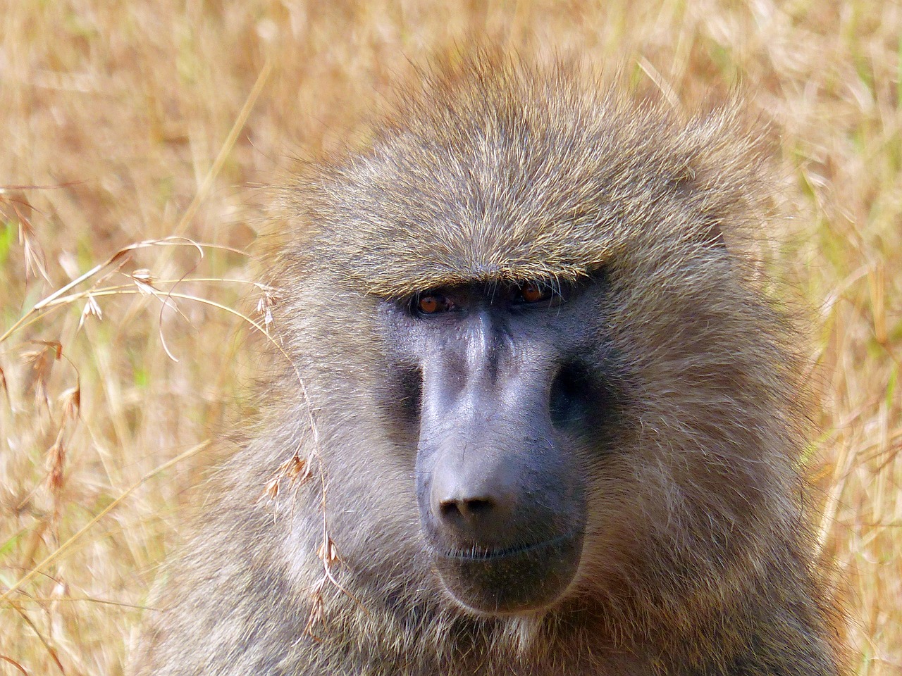 Babuinas, Primatas, Afrika, Kenya, Nemokamos Nuotraukos,  Nemokama Licenzija