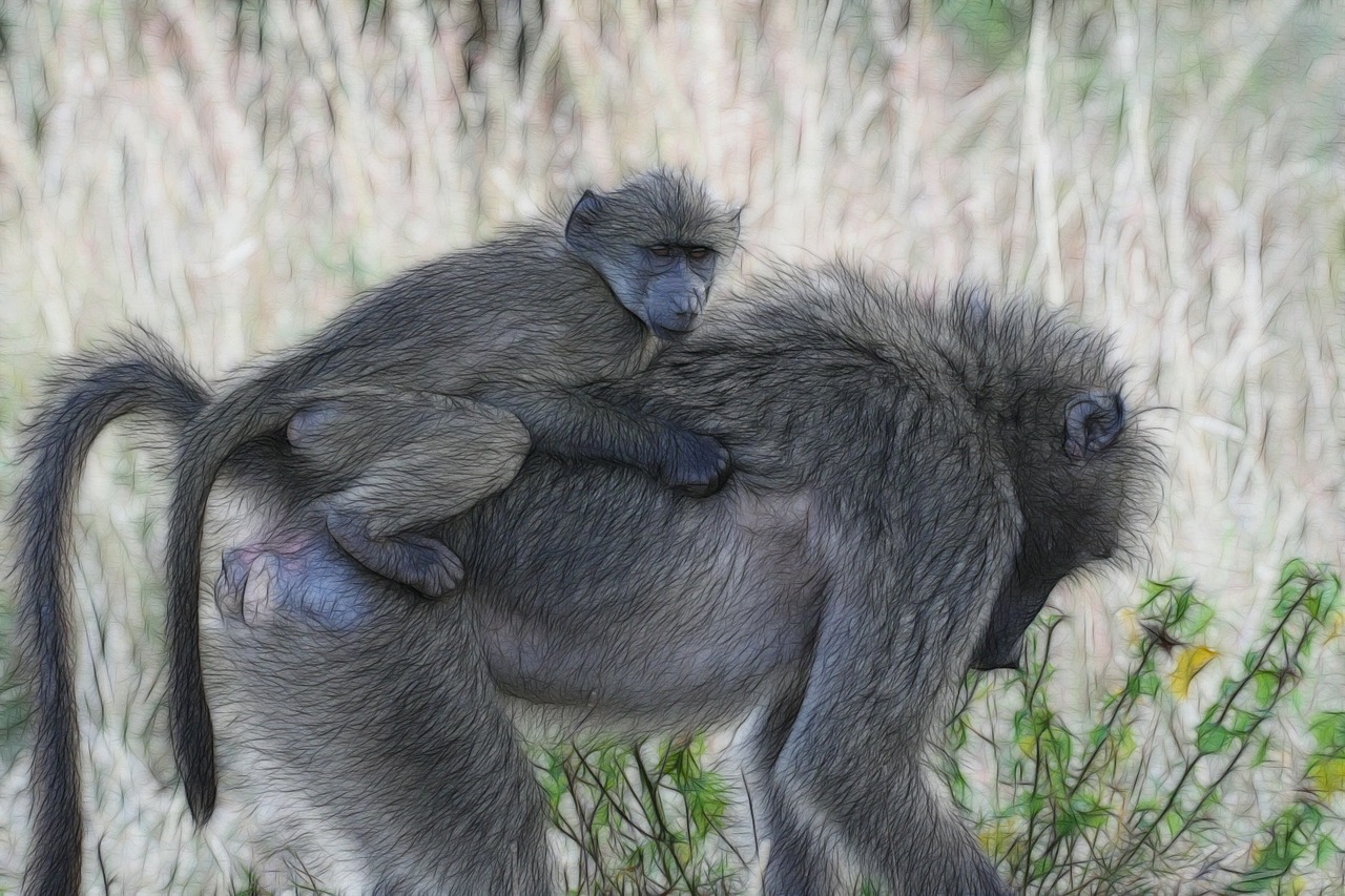 Babuinai, Kūdikio Babuinas, Afrika, Beždžionė, Ape, Laukiniai, Safari, Fauna, Afrikos, Nemokamos Nuotraukos