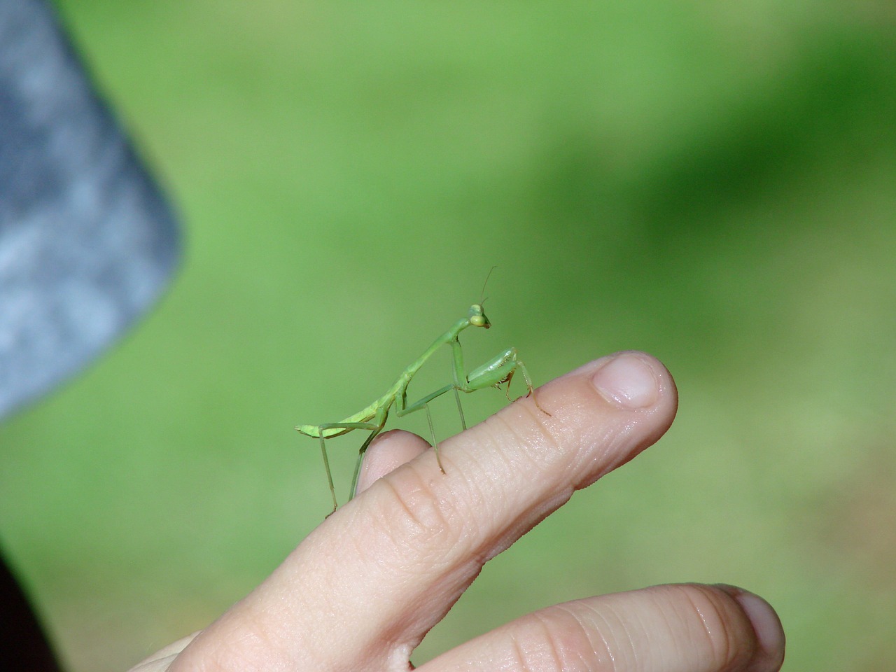 Mantis, Vabzdys, Žalias, Pirštas, Ranka, Smalsumas, Kūdikis, Meldžiasi, Nemokamos Nuotraukos,  Nemokama Licenzija