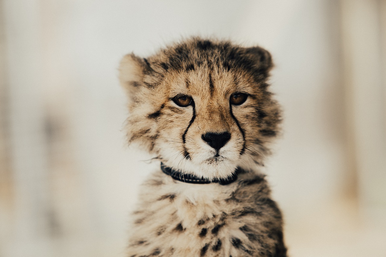 Kūdikis, Leopardas, Gepardas, Nemokamos Nuotraukos,  Nemokama Licenzija