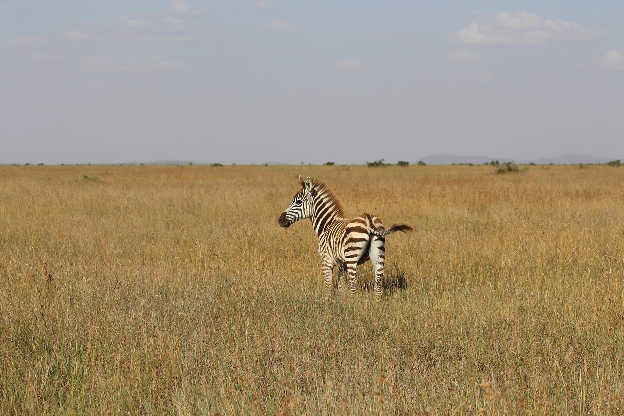 Kūdikis, Zebra, Kenya, Nemokamos Nuotraukos,  Nemokama Licenzija