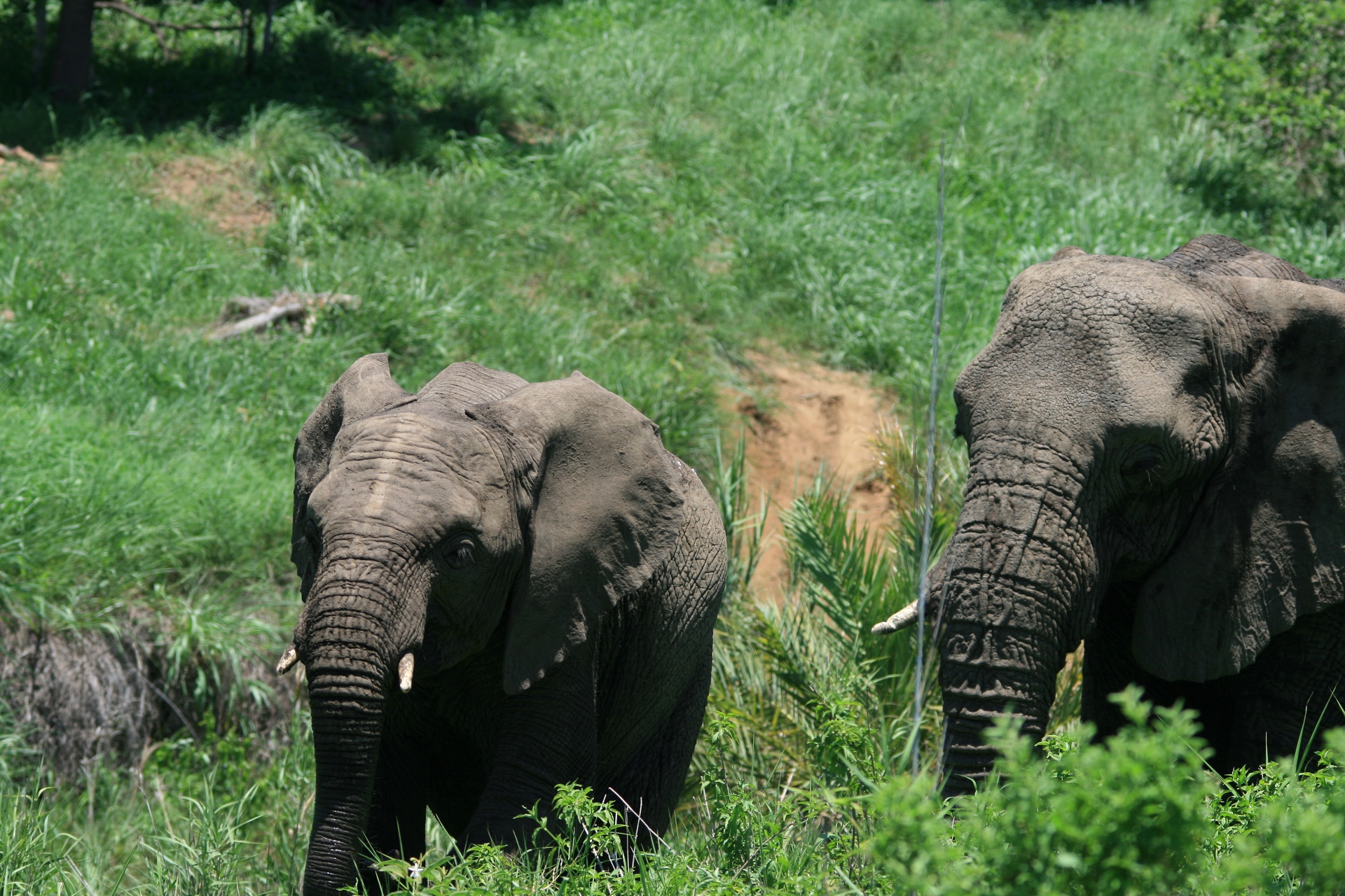 Dramblys,  Afrikos,  Pachyderm,  Kūdikis,  Jaunas,  Krūmas,  Žalias,  Gamta,  Kūdikis Afrikinis Dramblys Ir Suaugusysis, Nemokamos Nuotraukos