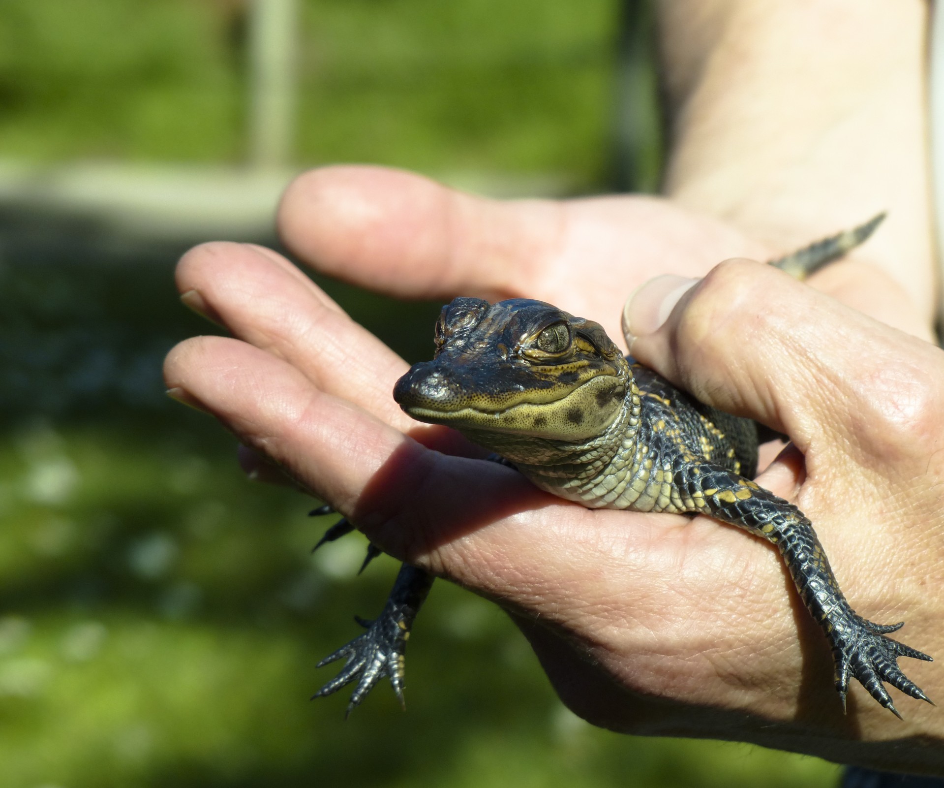 Kūdikis,  Aligatorius,  Svarstyklės,  Ropliai,  Nagai,  Dantys,  Akys,  Laukinė Gamta,  Kūdikių Aligatorius, Nemokamos Nuotraukos