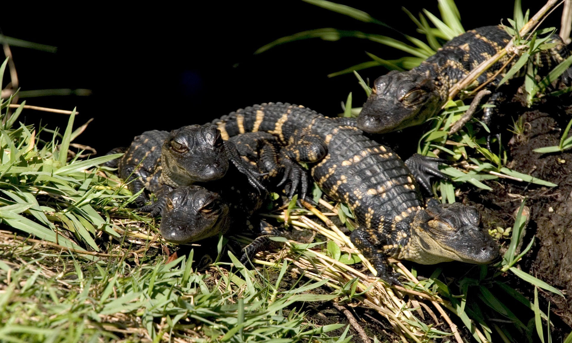 Aligatorius,  Kūdikis,  Paukštynas,  Laukinė Gamta,  Gamta,  Portretas,  Lizdas,  Dykuma,  Laukiniai,  Dantys