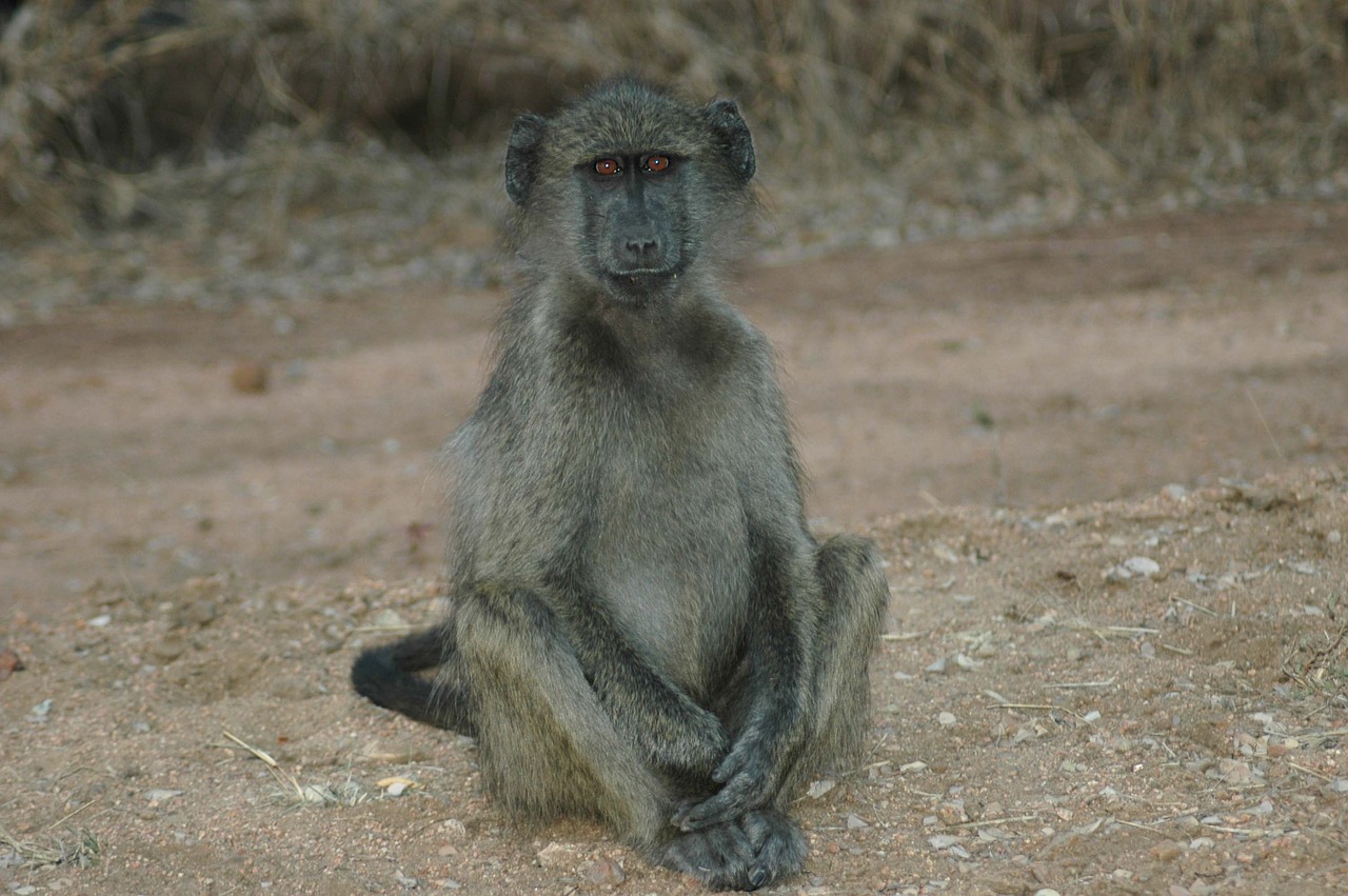 Kūdikio Babuinas, Pietų Afrika, Kruger Nacionalinis Parkas, Babuinas, Nemokamos Nuotraukos,  Nemokama Licenzija