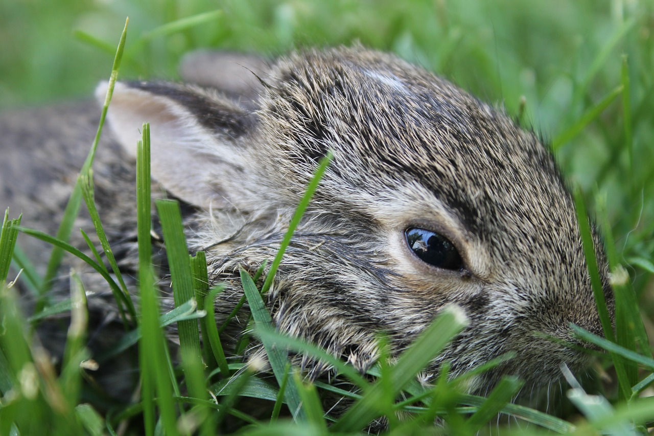 Kūdikių Bunny,  Bunny,  Kūdikių,  Mielas,  Velykų,  Jauna,  Pavasaris,  Mažai,  Triušis,  Gyvūnas