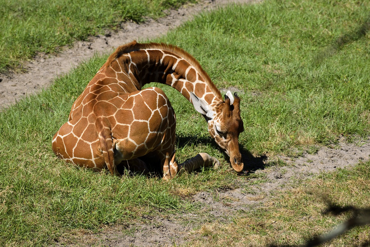 Kūdikių Žirafa, Gyvūnas, Mielas, Žirafa, Žinduolis, Safari, Afrika, Kūdikis, Zoologijos Sodas, Laukiniai