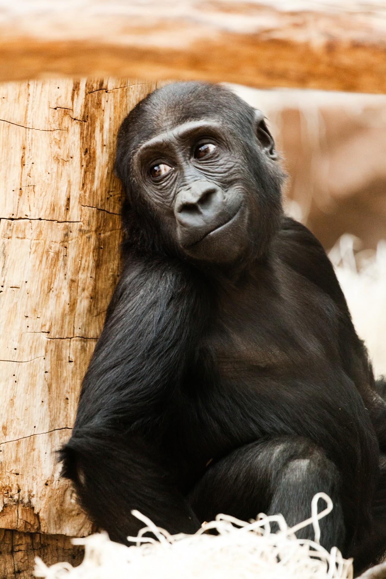 Kūdikis,  Gyvūnas,  Gorila,  Afrika,  Juoda,  Primatas,  Beždžionė,  Ape,  Veidas,  Kūdikis